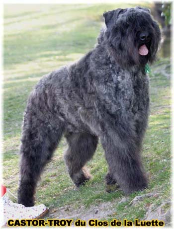 bouvier des flandres du clos de la luette - copyright d&eacute;pos&eacute;